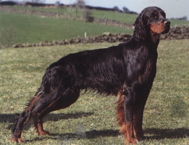 Setter
