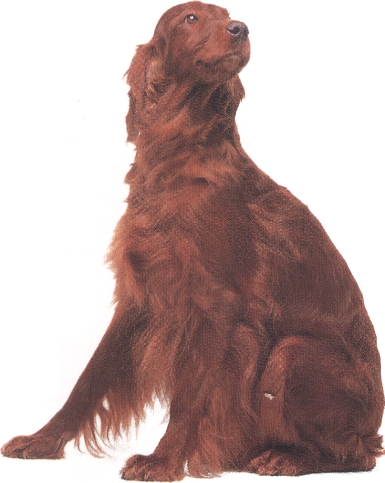 Setter