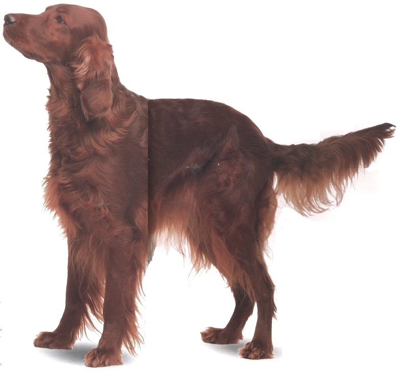 Setter