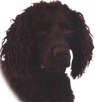 American water spaniel
