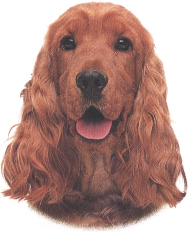 Cocker spaniel