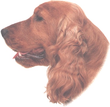 Cocker spaniel