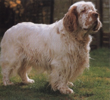 Cocker spaniel