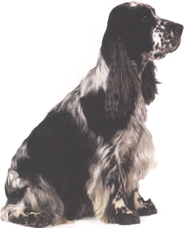 Cocker spaniel