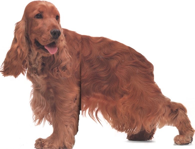 Cocker spaniel