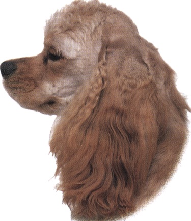 Cocker spaniel americano