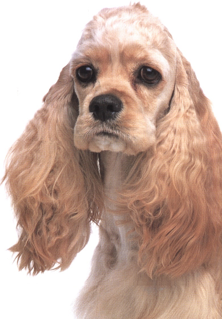 Cocker spaniel americano