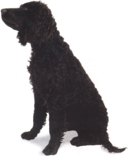 American water spaniel