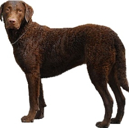 Chesapeake bay retriever