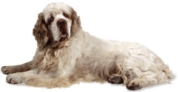 Clumber spaniel