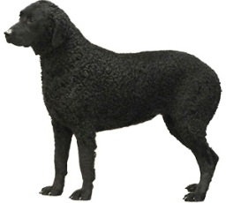 Curly-coated retriever