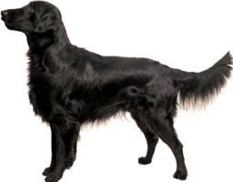 Flat-coated retriever