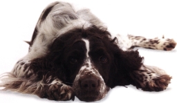 Springer spaniel inglese