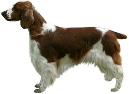 Welsh springer spaniel