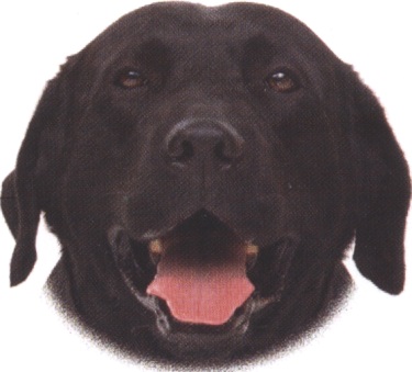 Labrador retriever