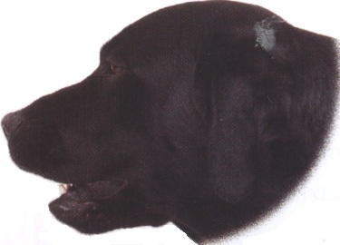 Labrador retriever