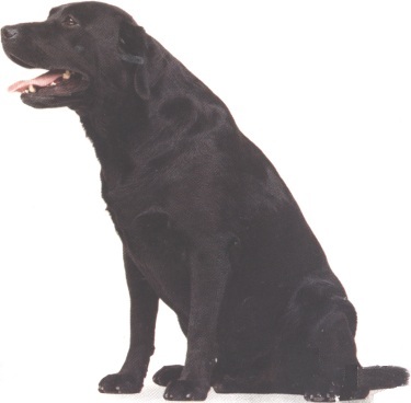 Labrador retriever