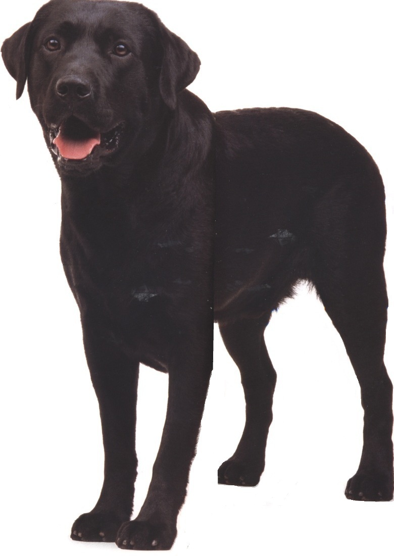 Labrador retriever