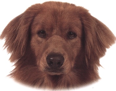 Nova scotia duck-tolling retriever