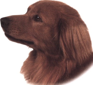 Nova scotia duck-tolling retriever