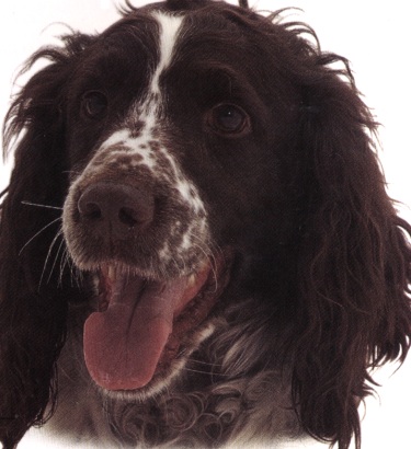 Springer spaniel inglese