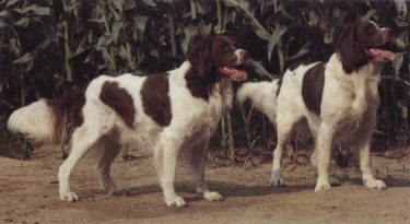 Springer spaniel inglese