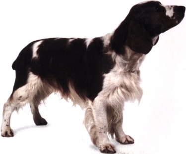 Springer spaniel inglese