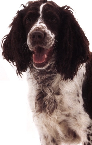 Springer spaniel inglese