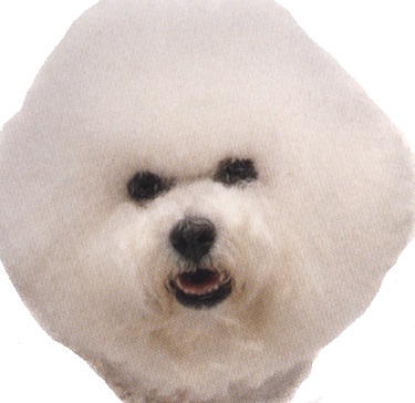 Bichon frisé