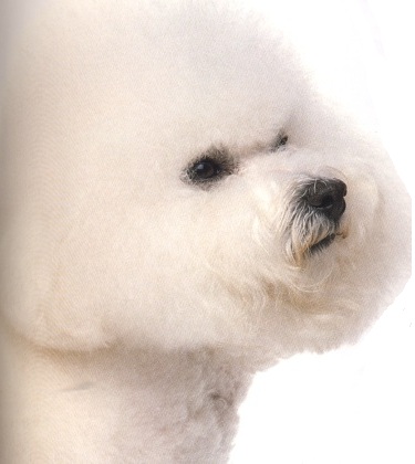 Bichon frisé