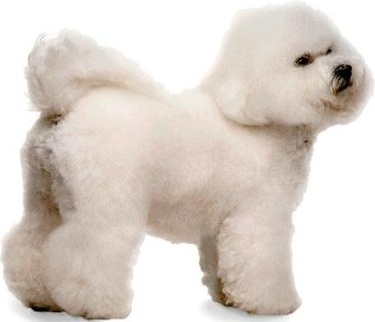 Bichon frisé