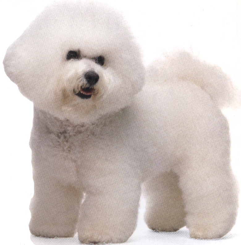 Bichon frisé