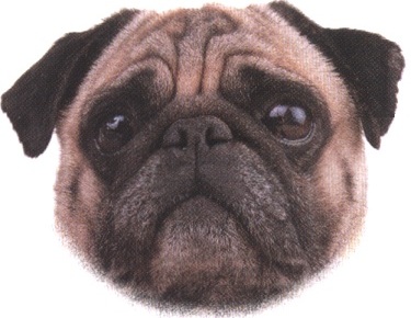 Carlino