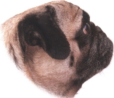 Carlino