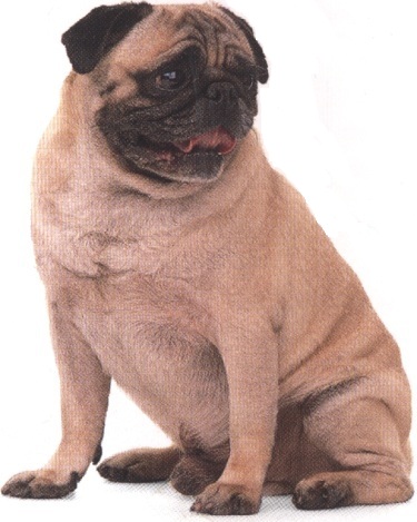 Carlino