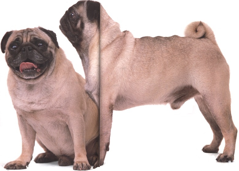 Carlino