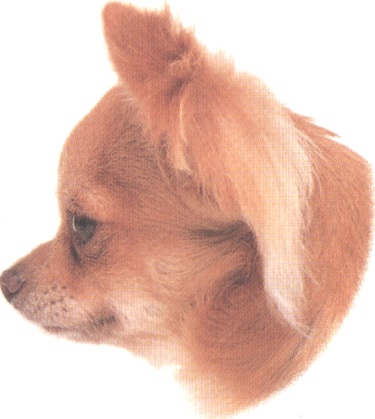 Chihuahua