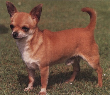 Chihuahua