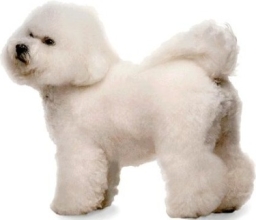 Bichon frisé