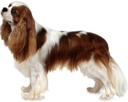 Cavalier King Charles spaniel