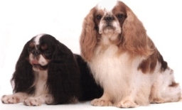 King Charles spaniel