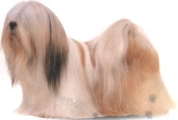 Lhasa apso