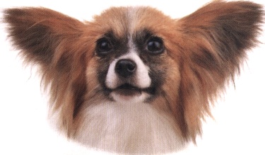 Epagneul papillon