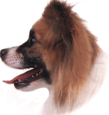 Epagneul papillon