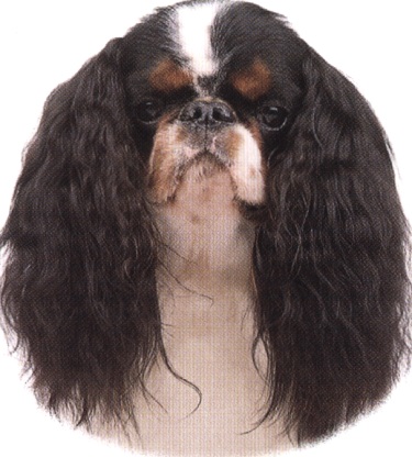 King Charles spaniel