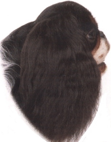 King Charles spaniel