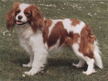 King Charles spaniel