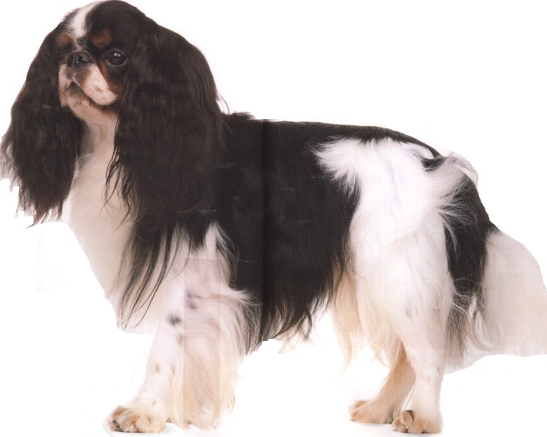 King Charles spaniel