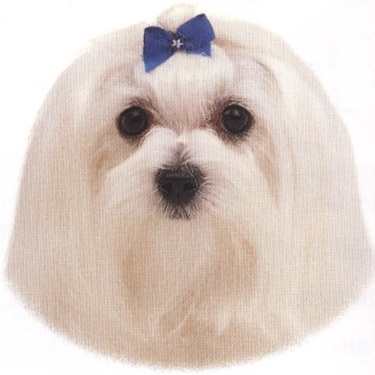 Maltese