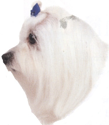 Maltese